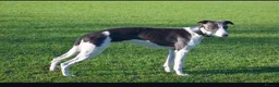 Mixed Breed dogs for sale: Bedlington whippets  - Advert 1