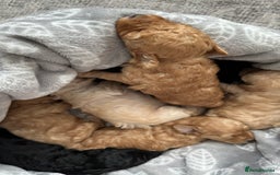 Toy Poodle dogs for sale: Toy poodles (5 girls and 2 boys) - Image 19