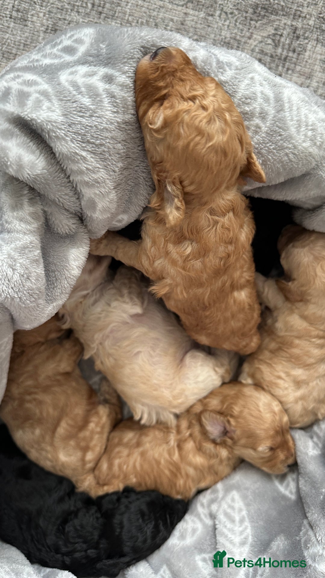 Toy Poodle dogs for sale: Toy poodles (5 girls and 2 boys) - Image 19
