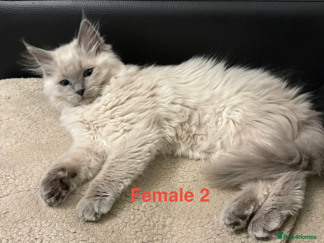 Ragdoll cats for sale: Six Ragdoll Kittens For Sale  - Advert 21