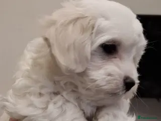 Maltese dogs 1 maltese male puppy sale green tag left - Advert 9