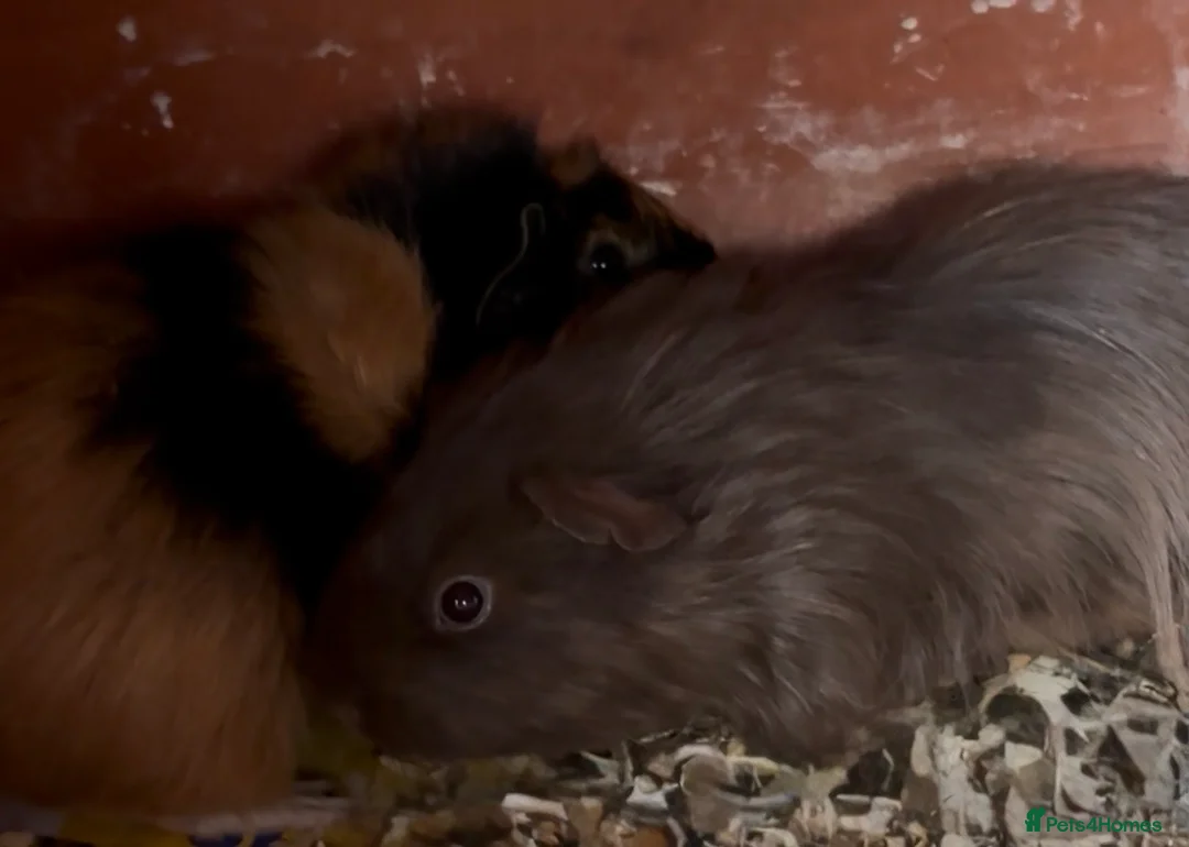 Guinea Pig rodents for sale: 2 girl guinea pigs  - Advert 1