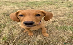 Labrador Retriever dogs for sale: Female red fox labrador - Advert 5