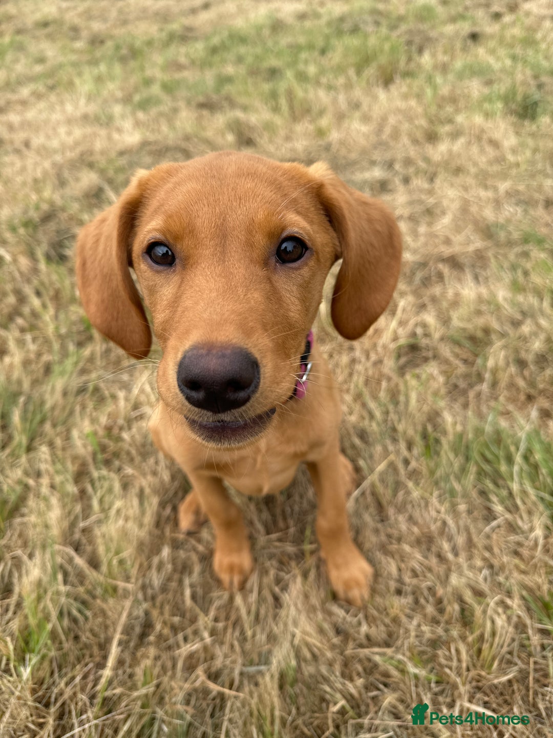 Labrador Retriever dogs for sale: Female red fox labrador - Advert 5