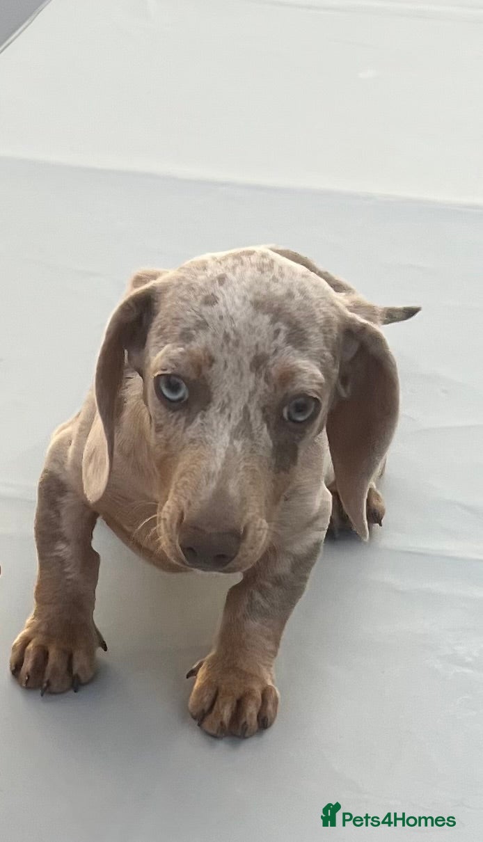 Miniature Dachshund dogs for sale: Miniature dachshund - Advert 5