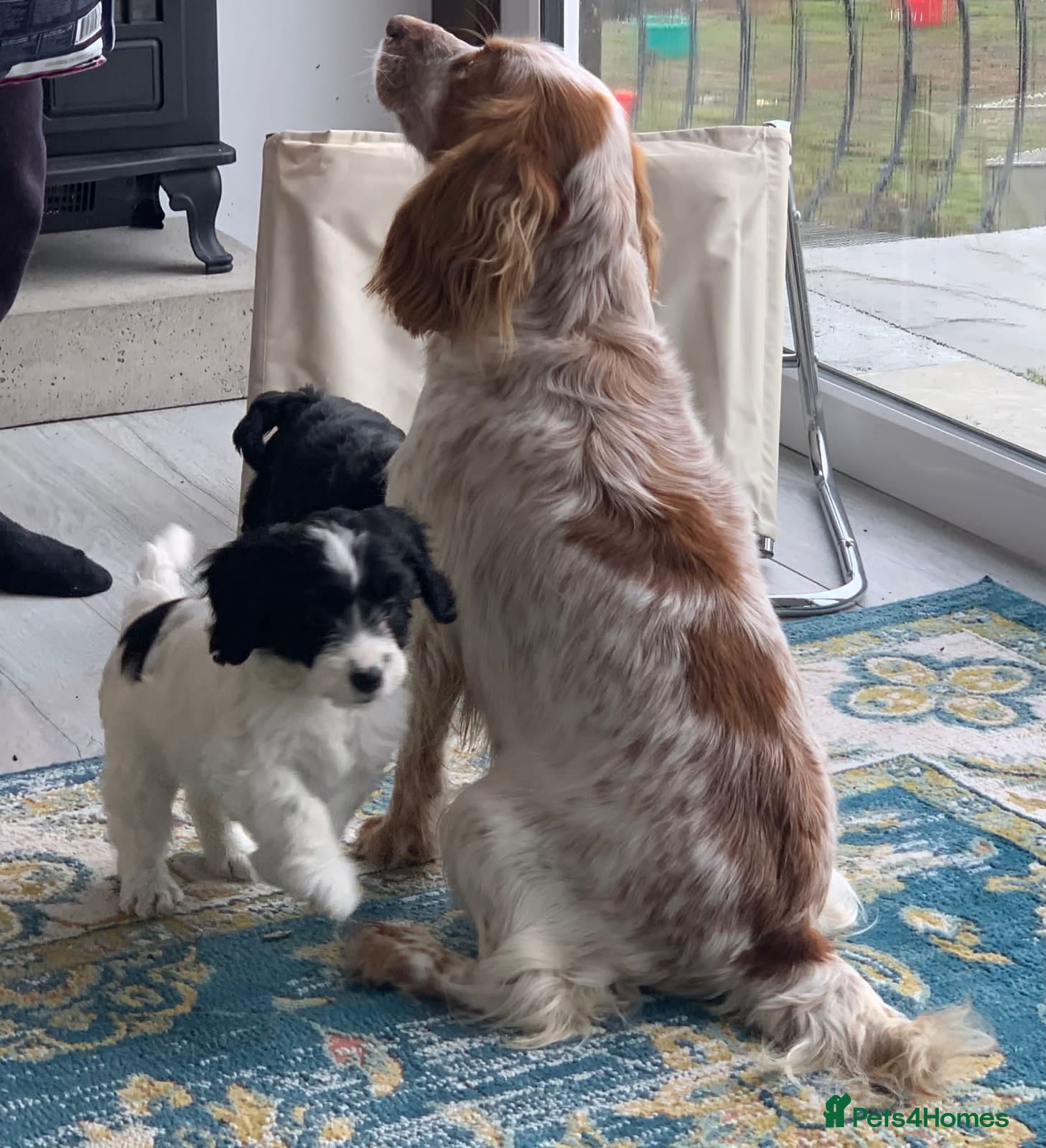 Cockapoo dogs Gorgeous F1 Cockatoo puppies  - Advert 2