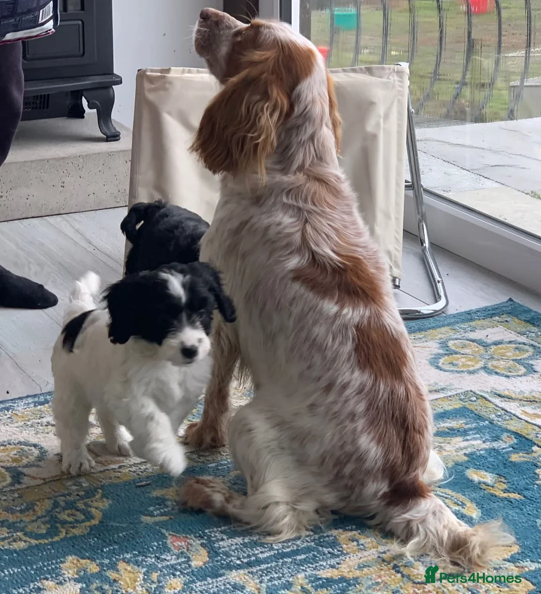 Cockapoo dogs for sale: Gorgeous F1 Cockatoo puppies  - Advert 1