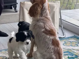 Cockapoo dogs Gorgeous F1 Cockatoo puppies - Advert 2