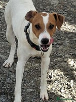 Mixed Breed dogs Little Reggie wants to go home - Advert 3
