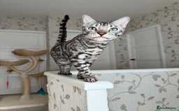 Bengal cats for sale: ⭐️Silver (black) Spotted Bengal TICA registered ⭐️ - Image 5