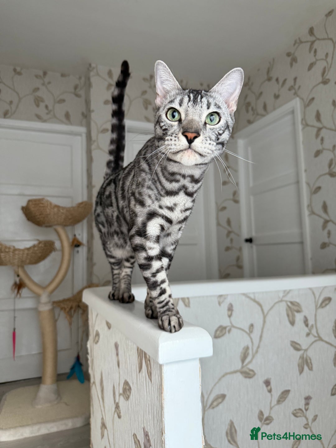 Bengal cats for sale: ⭐️Silver (black) Spotted Bengal TICA registered ⭐️ - Image 5