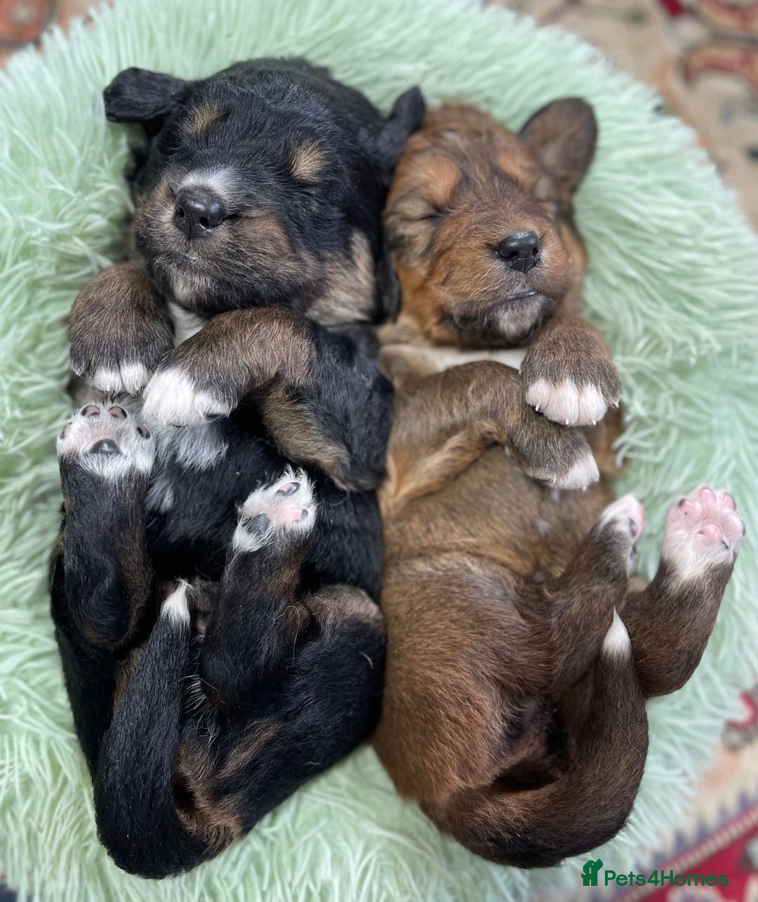 Bernedoodle dogs for sale: Beautiful Bernedoodle babies  - Advert 14