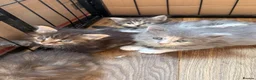 Ragcoon cats for sale: Fluffy Ragcoon kittens - Advert 7