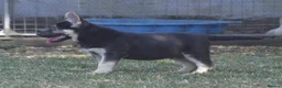 German Shepherd dogs for sale: ⭐ Rare East European Shepherd Puppies UK - Advert 4