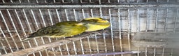Canaries birds for sale: Canaries available  - Advert 2