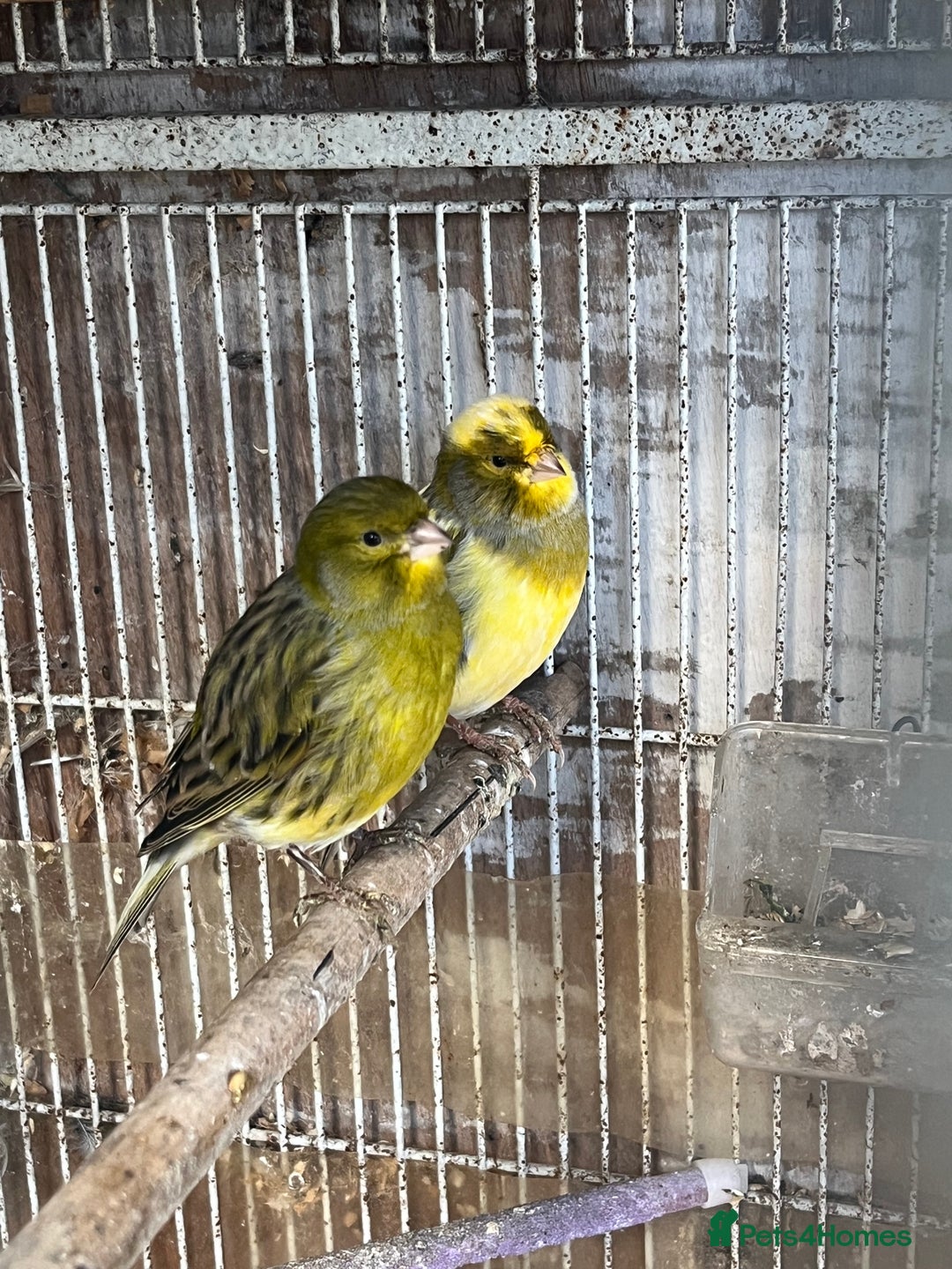 Canaries birds for sale: Canaries available  - Advert 2