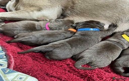 Labrador Retriever dogs for sale: KC SILVER/CHOCOLATE PEDIGREE LABRADOR PUPIES - Image 5