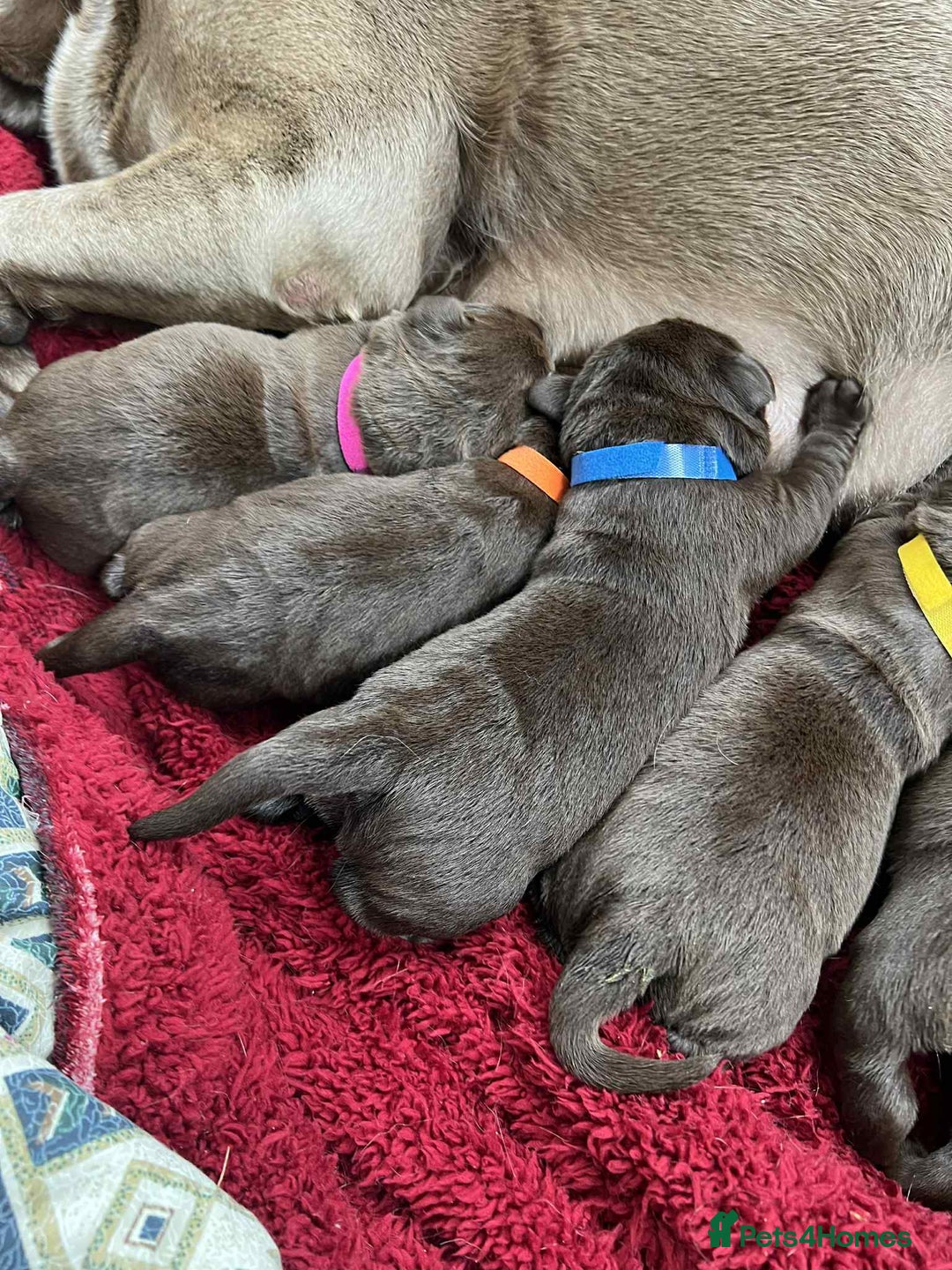 Labrador Retriever dogs for sale: KC SILVER/CHOCOLATE PEDIGREE LABRADOR PUPIES - Image 5