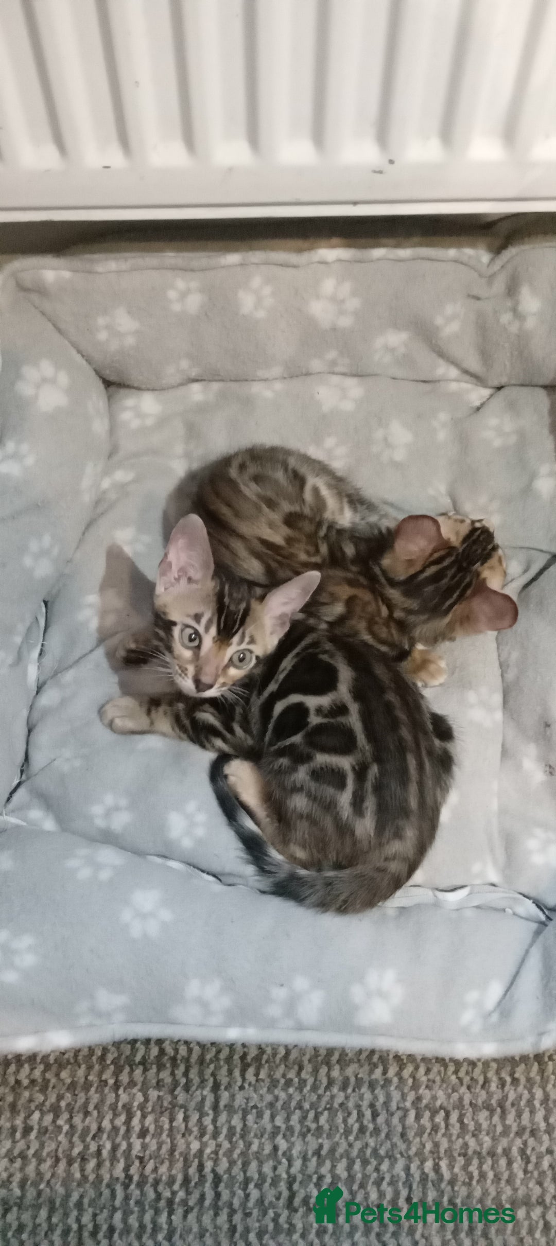 Bengal cats for sale: Pedigree Bengal Kittens - Image 25