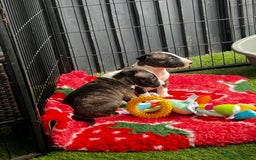 English Bull Terrier dogs for sale: Janineabullz bull terriers beautiful litter  - Image 31