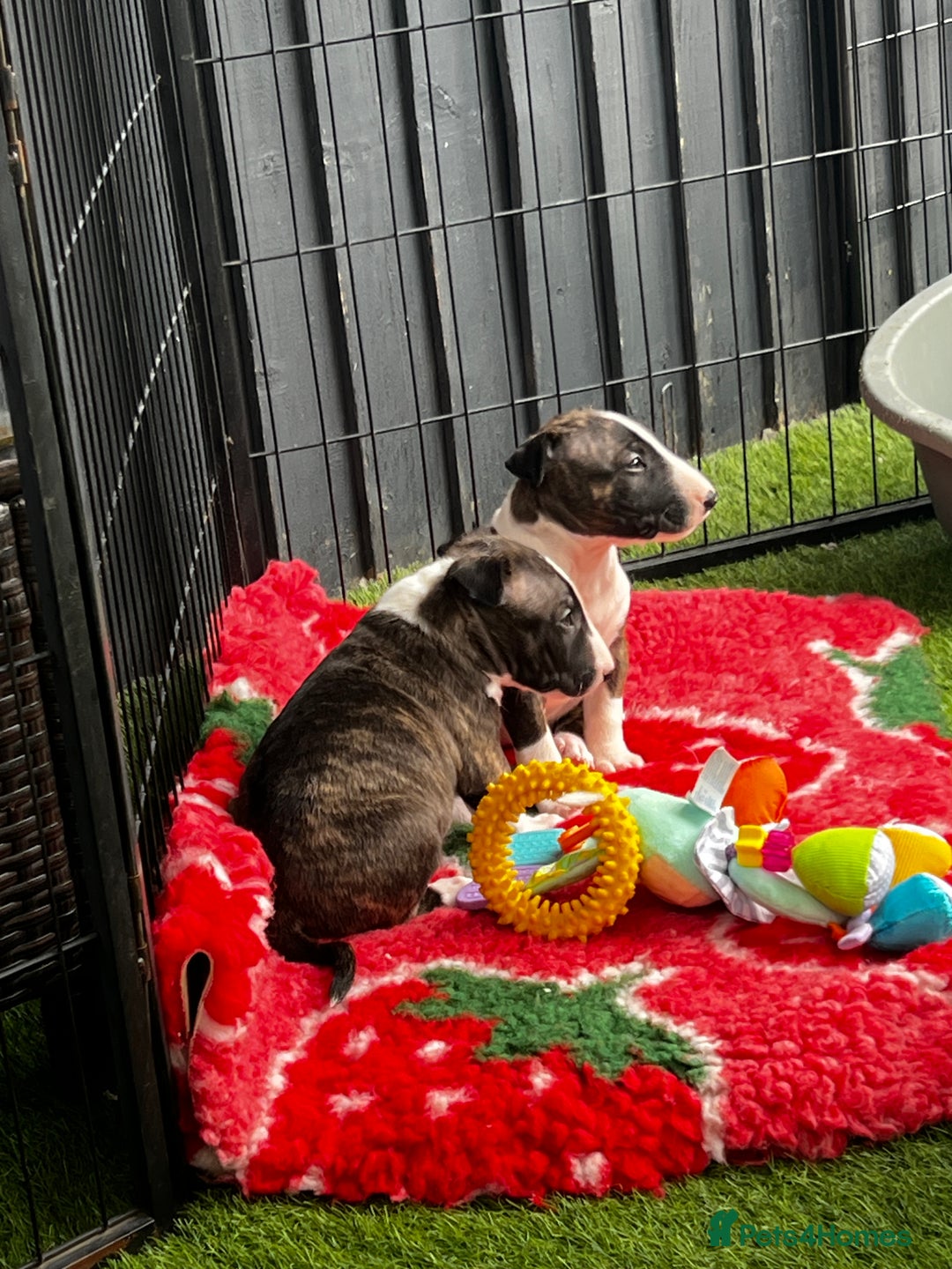 English Bull Terrier dogs for sale: Janineabullz bull terriers beautiful litter  - Image 31