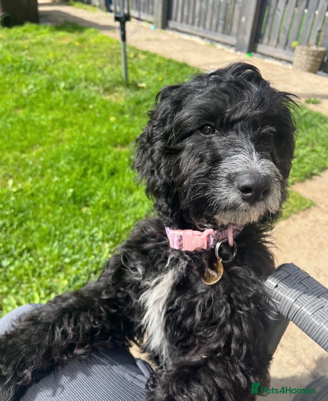 Cockapoo dogs Cockapoo puppy urgent ‼️  - Advert 3