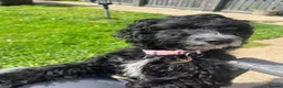 Cockapoo dogs for sale: Cockapoo puppy urgent ‼️  - Advert 1