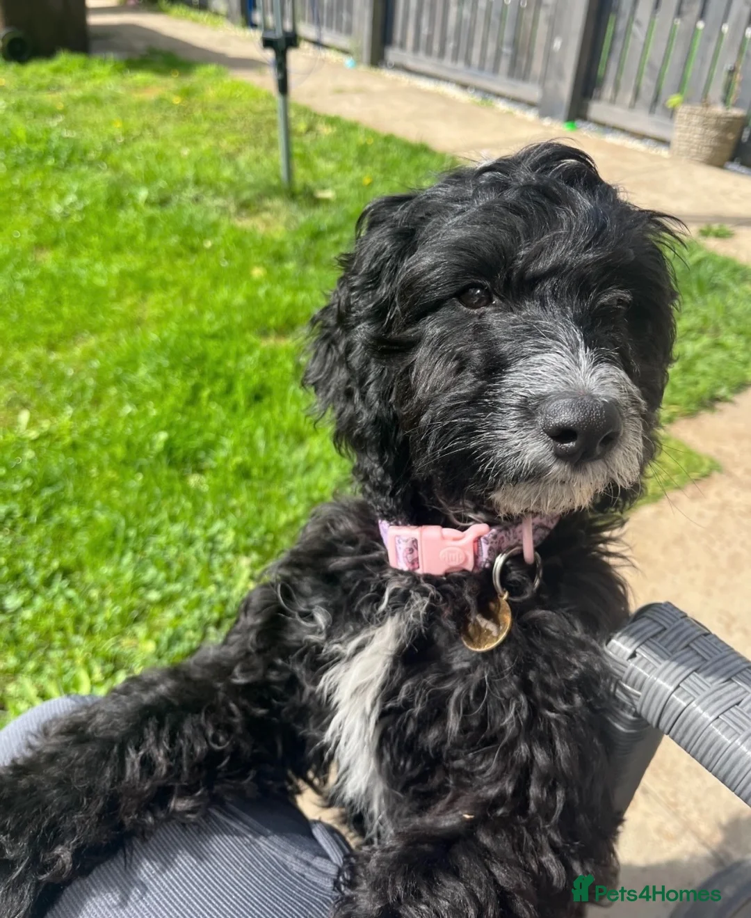 Cockapoo dogs for sale: Cockapoo puppy urgent ‼️  - Advert 1