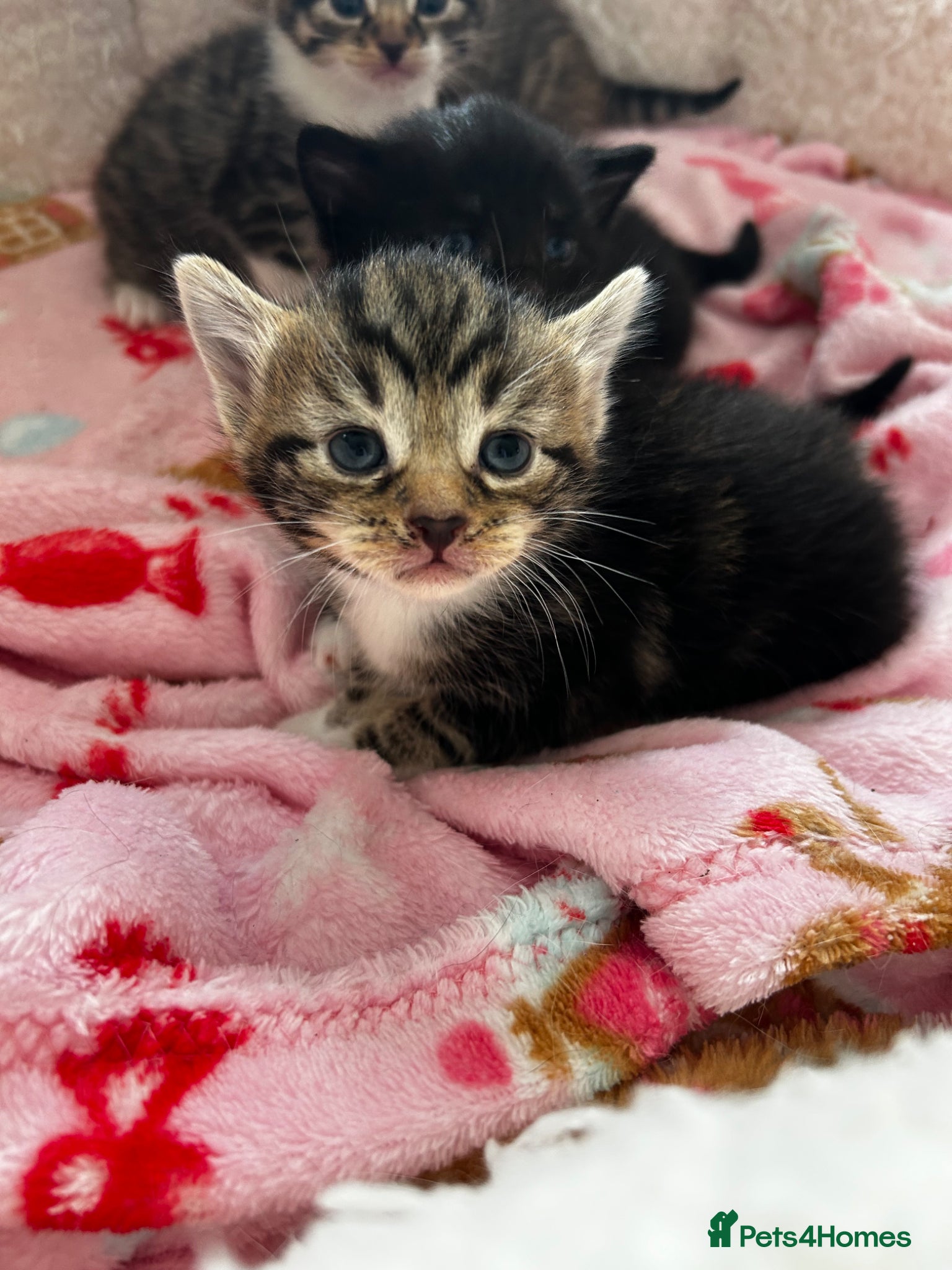 Domestic Shorthair cats Fluffy kittens for sale - Advert 1