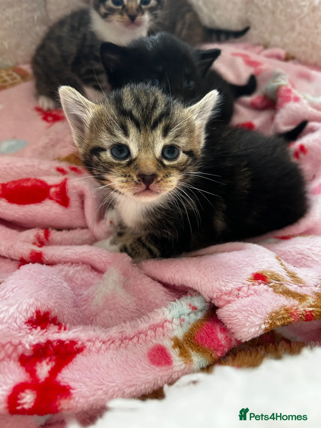 Domestic Shorthair cats for sale: Fluffy kittens for sale - Advert 1