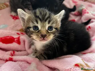 Domestic Shorthair cats Fluffy kittens for sale - Advert 1