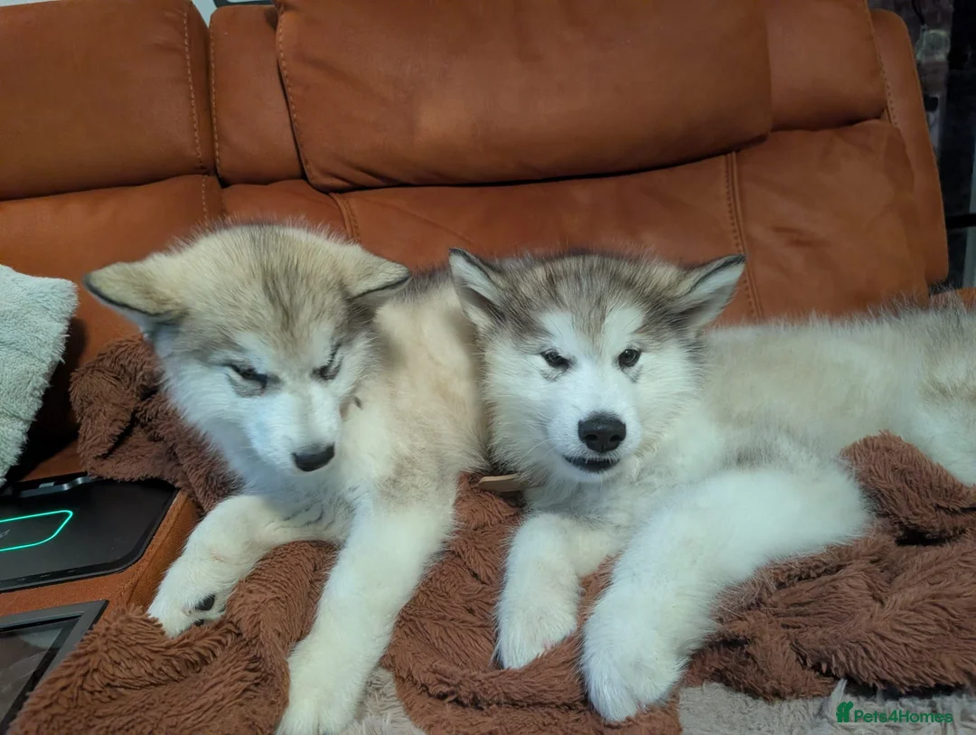 Alaskan Malamute dogs for sale: KC Registered Alaskan Malamute pups - Advert 2