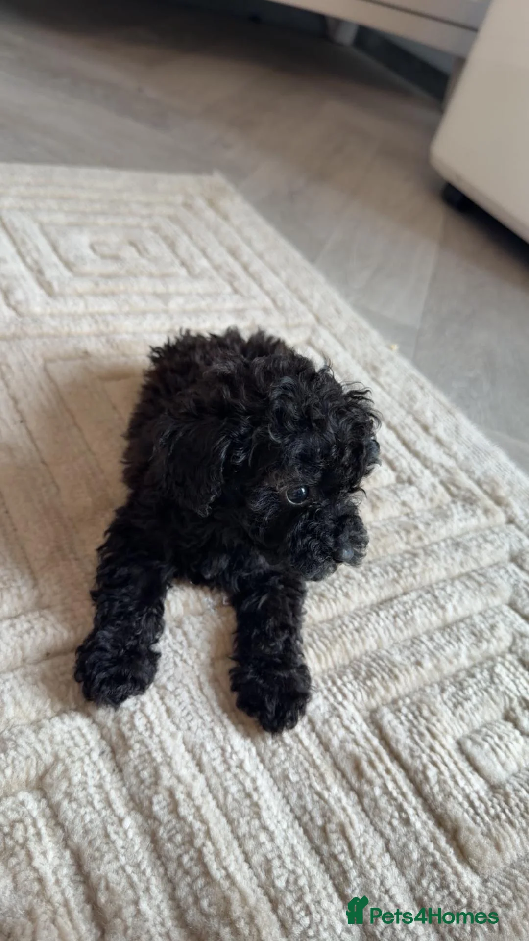 Miniature Poodle dogs for sale: Miniature poodles  in Northampton - Advert 2