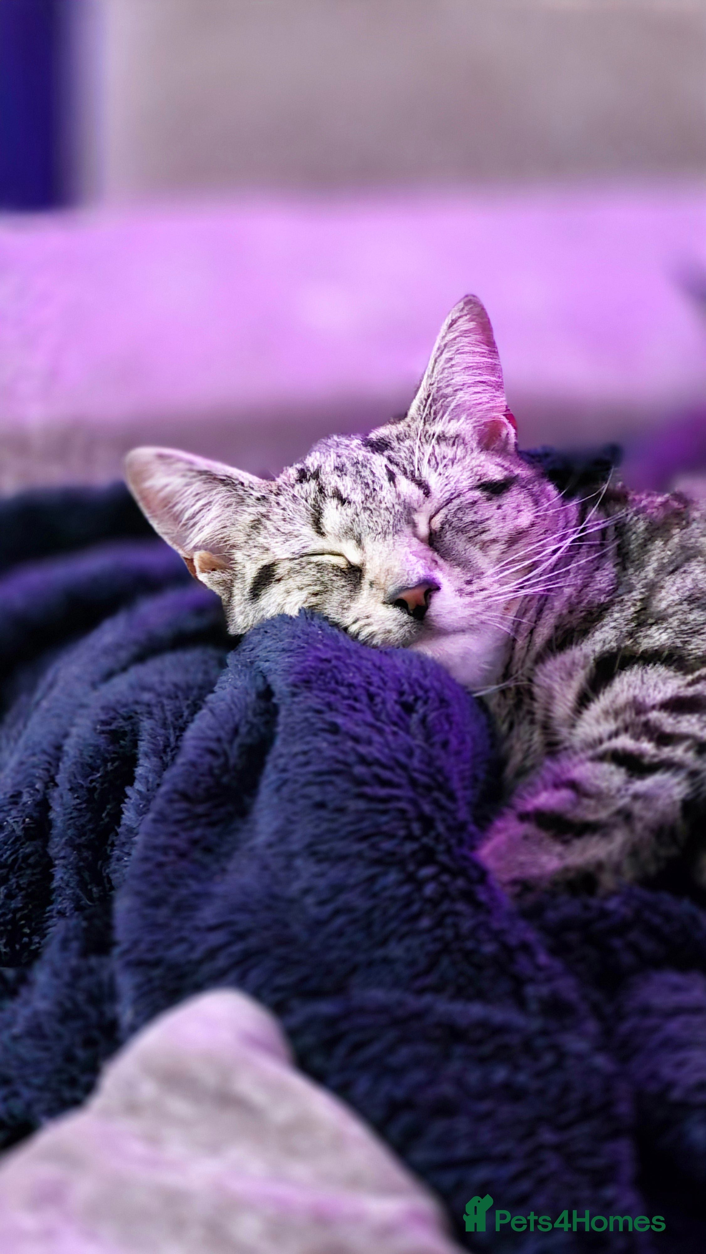 Mixed Breed dogs 1 year old female urgent! READ DESCRIPTION - Advert 15