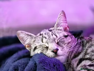 Mixed Breed dogs 1 year old female urgent! READ DESCRIPTION - Advert 15