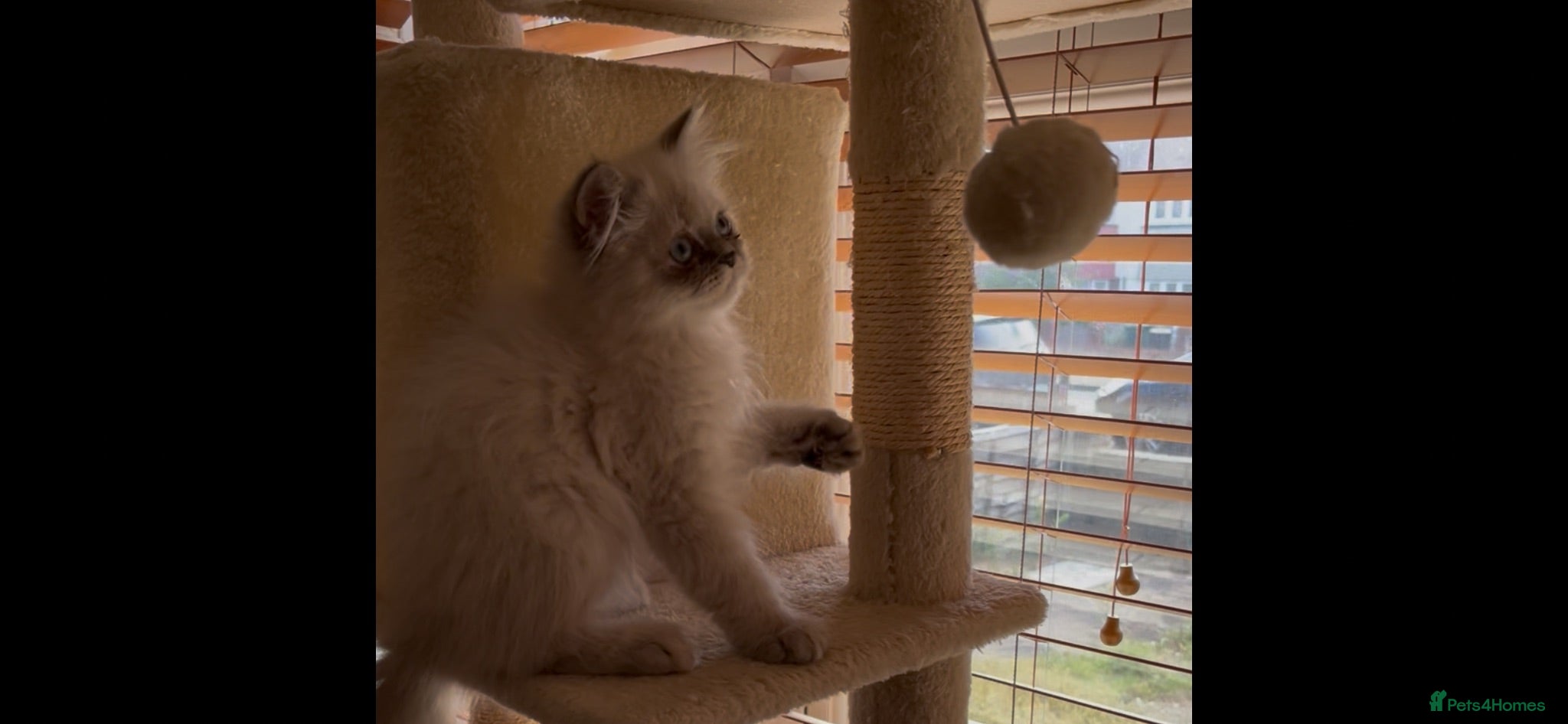 Persian cats READY NOW Fully vaccinated“Louis”, Persian kitten  - Advert 5