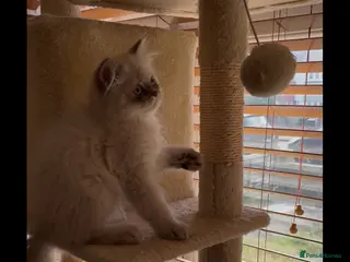 Persian cats READY NOW Fully vaccinated“Louis”, Persian kitten - Advert 5