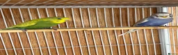 Budgerigars birds for sale: Baby budgie for sale 2 to 3 months  - Advert 4