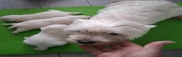 West Highland Terrier dogs for sale: Little White Explorers with a Westie Spirit in Dundee - Advert 4