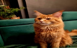 Maine Coon cats for sale: LAST FEMALE!!Beautiful maine coons - Image 8