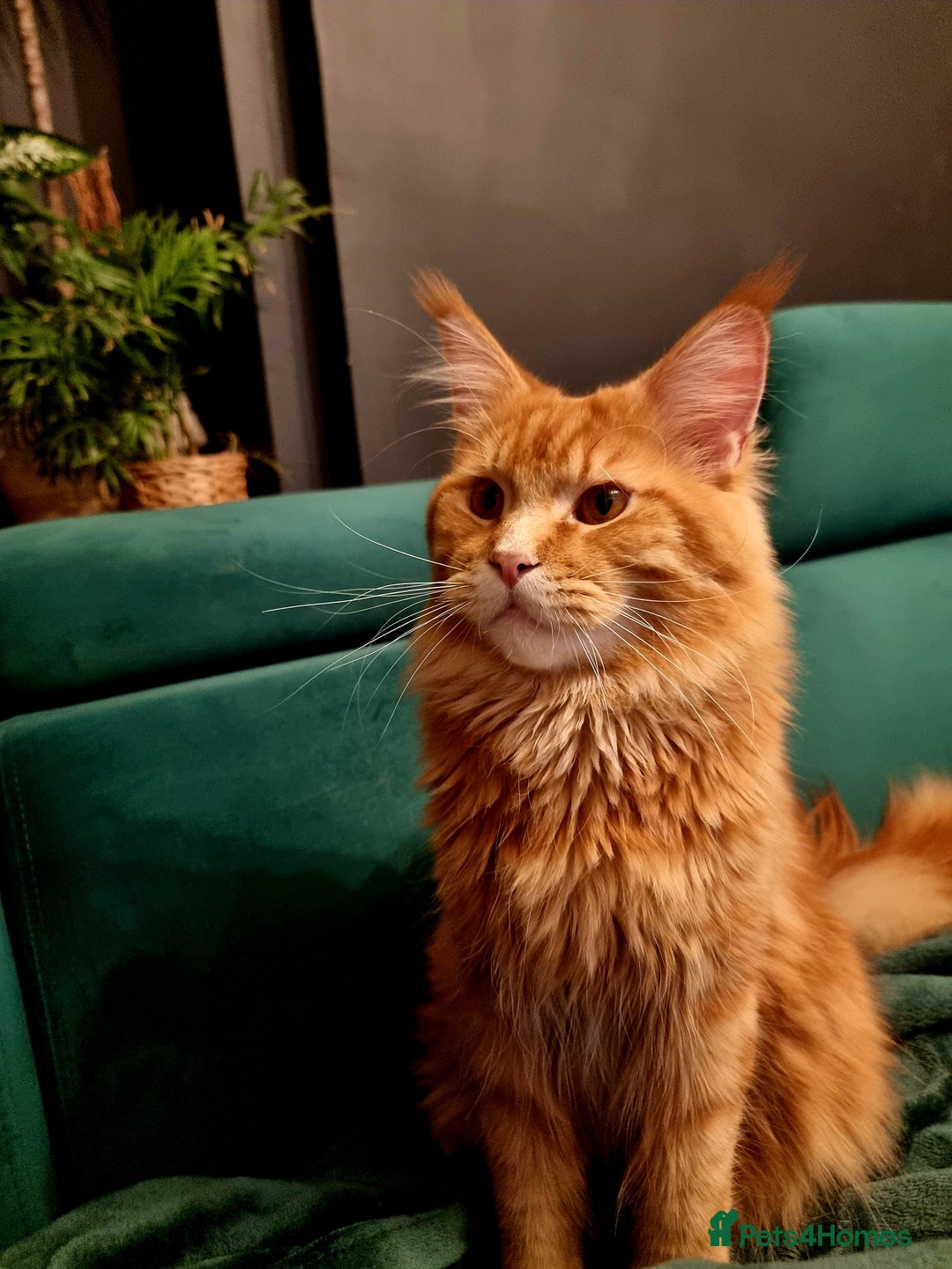 Maine Coon cats for sale: LAST FEMALE!!Beautiful maine coons - Image 8