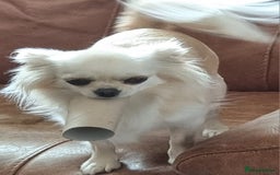 Chihuahua dogs for sale: Beautiful Spayed girl 5 years old - Image 8