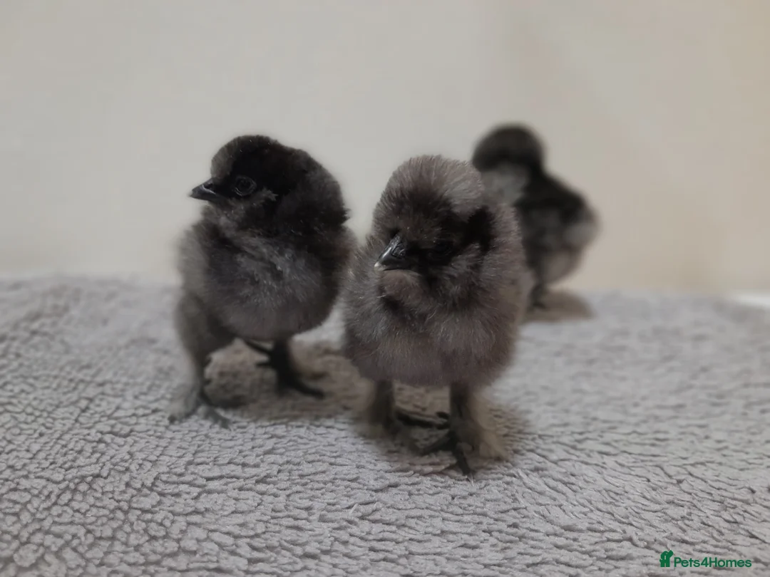 Chickens poultry for sale: Outstanding Bantam Silkie Chicks   - Advert 3
