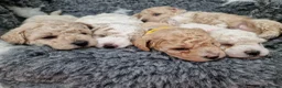 Poochon dogs for sale: Health-Tested Poochon Puppies – Ready 29th May in Carmarthen - Advert 9