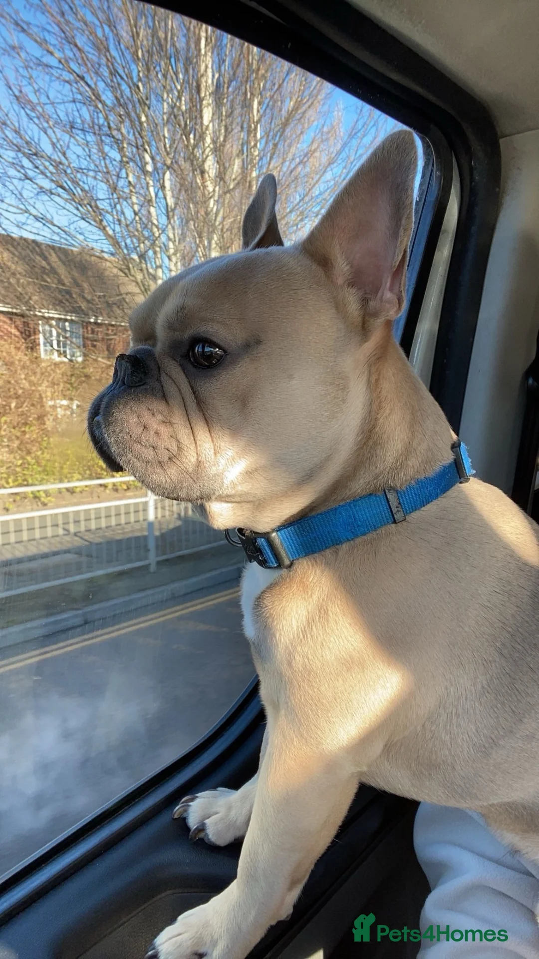 French Bulldog dogs for sale: Simba  in Lewes - Advert 5
