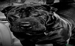 Shar Pei dogs for sale: 2 females 3 males Shar pei pups - Image 1