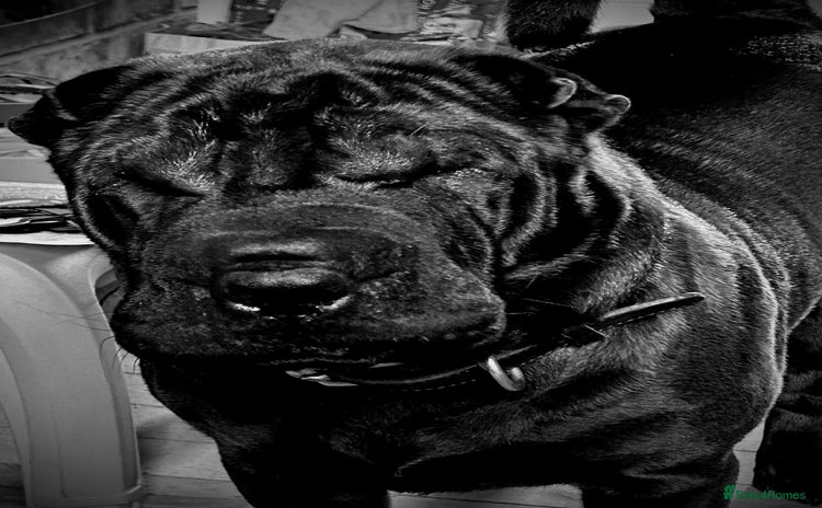 Shar Pei dogs - Advert 1