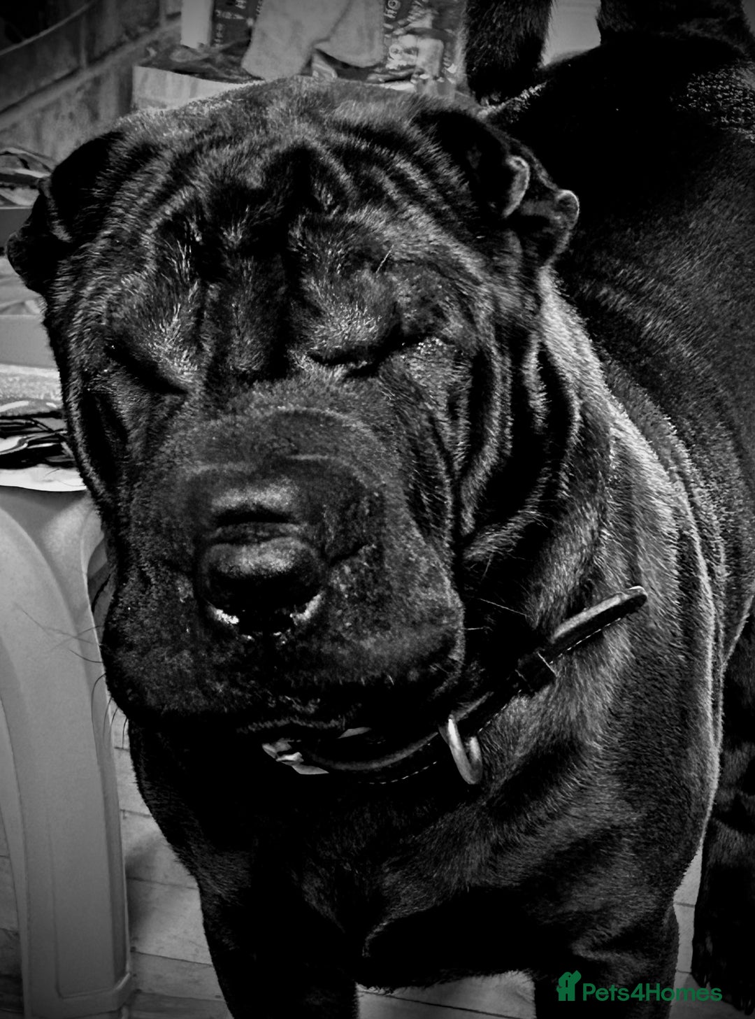 Shar Pei dogs for sale: 2 females 3 males Shar pei pups - Image 1