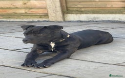Staffordshire Bull Terrier dogs for sale: 11 month old staff for sale - Image 5