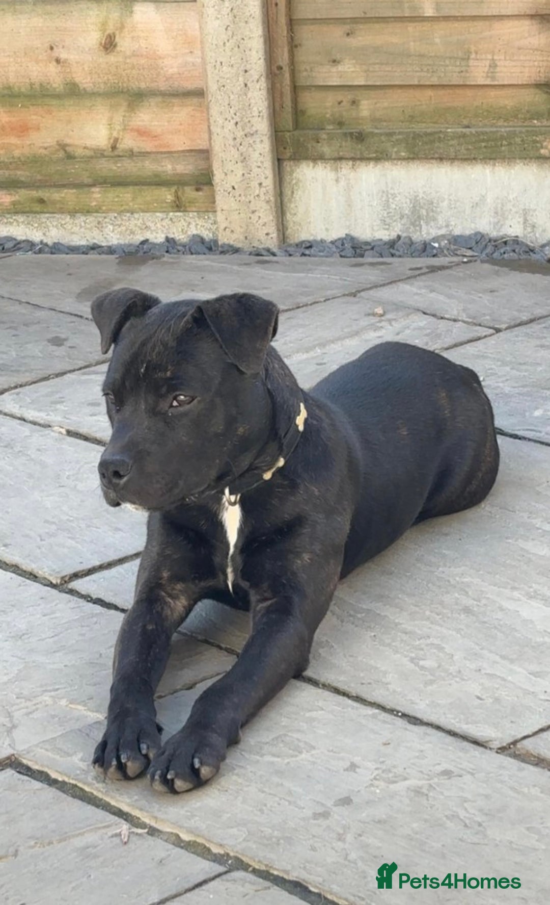 Staffordshire Bull Terrier dogs for sale: 11 month old staff for sale - Image 5